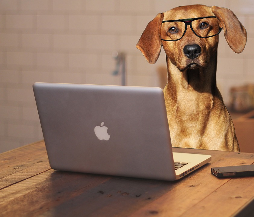 Emmener son animal au travail, bonne ou mauvaise idée ?