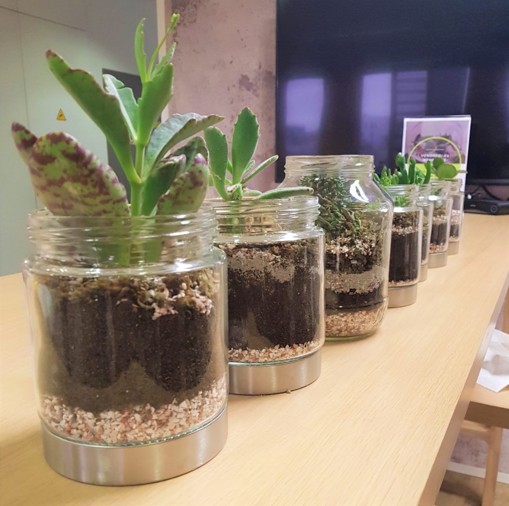 Plantes dans des pots en verre