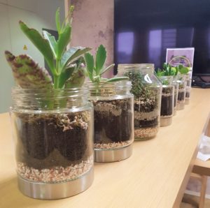 Plantes dans des pots en verre.