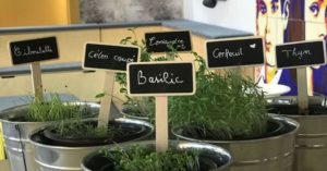 Plantes d'épices en pots